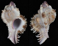 Chicomurex laciniatus