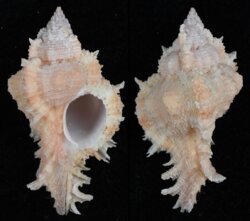 Chicomurex gloriosus