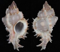 Chicomurex gloriosus