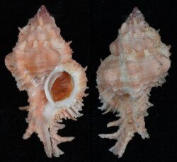 Chicomurex gloriosus