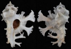 Homalocantha anatomica