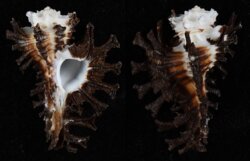 Homalocantha scorpio