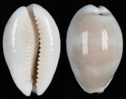 Palmadusta clandestina moniliaris