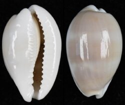 Palmadusta clandestina moniliaris fma candida