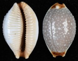 Staphylaea staphylaea laevigata