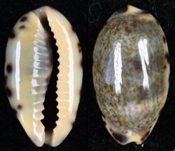 Melicerona felina felina