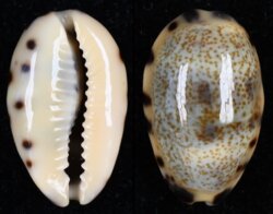 Melicerona felina felina