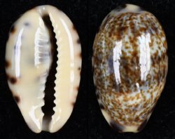 Melicerona felina fabula