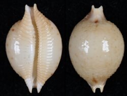 Pustularia cicercula cicercula