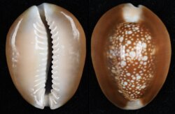 Monetaria caputserpentis