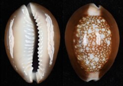 Monetaria caputserpentis