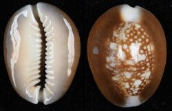 Monetaria caputserpentis