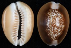 Monetaria caputserpentis