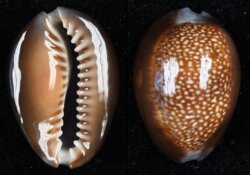 Monetaria caputdraconis