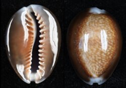 Monetaria caputdraconis