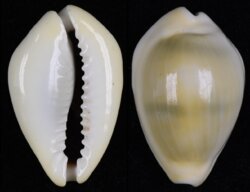 Monetaria moneta fma icterina