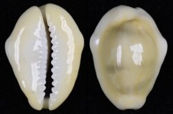 Monetaria moneta fma icterina