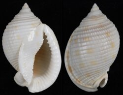 Semicassis granulata