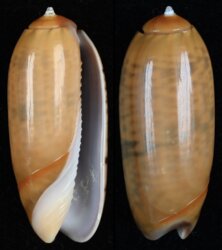 Oliva irisans fma cryptospira