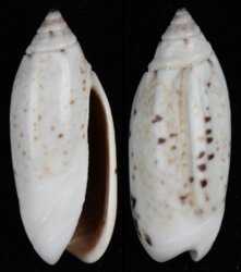 Oliva longispira