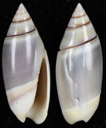 Olivella dama