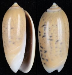 Oliva oliva