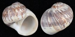 Natica arachnoides