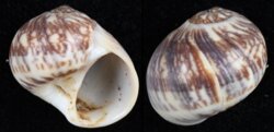 Natica arachnoides