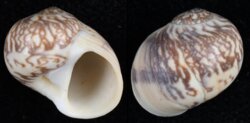 Natica arachnoides