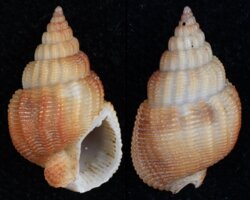 Nassarius denticulatus