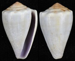 Kioconus parvulus meyeri