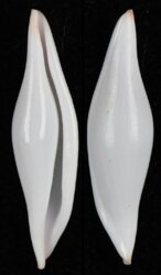 Pellasimnia improcera