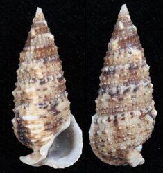 Rhinoclavis sinensis
