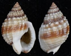 Nassarius albescens gemmuliferus