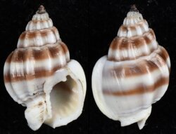 Nassarius stolatus