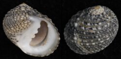 Nerita versicolor