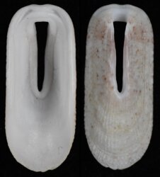 Macroschisma africana