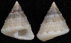 Calliostoma pulchrum