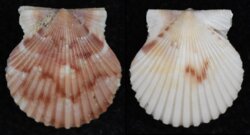 Aequipecten gibbus