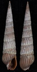 Punctoterebra succincta