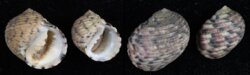 Nerita versicolor