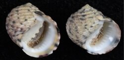 Nerita versicolor