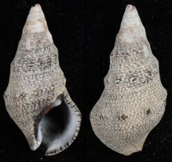 Cerithium stercusmuscarum