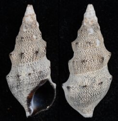 Cerithium stercusmuscarum