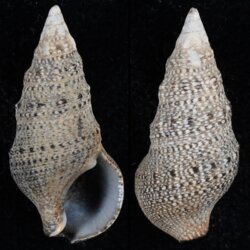 Cerithium stercusmuscarum