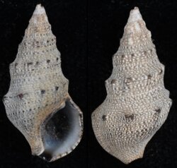 Cerithium stercusmuscarum