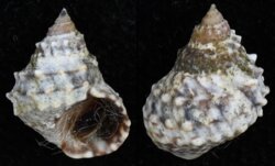 Nodilittorina tuberculata