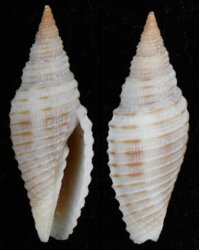 Imbricaria pretiosa