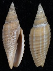 Subcancilla funiculata