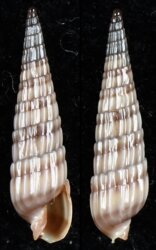 Duplicaria crakei